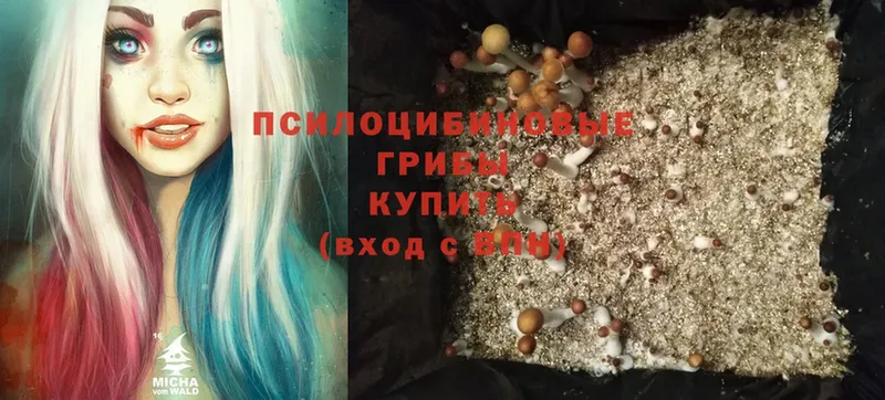 купить закладку  Апатиты  Псилоцибиновые грибы Magic Shrooms 